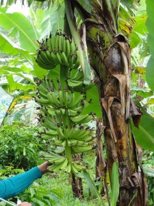 バナナ木